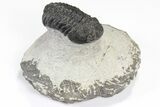 Lot: Assorted Devonian Trilobites - Pieces #80637-4